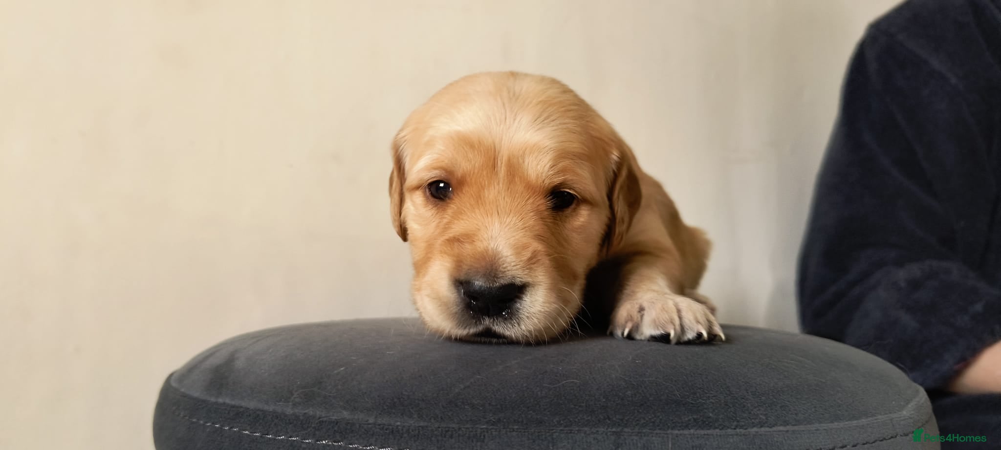 Golden Retriever dogs KC Registered Golden Retriever Pups Ready 7th June - Advert 9