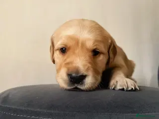 Golden Retriever dogs KC Registered Golden Retriever Pups Ready 7th June - Advert 3
