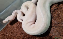 Python Snake reptiles for sale: Breeding trio of royal pythons - Image 4
