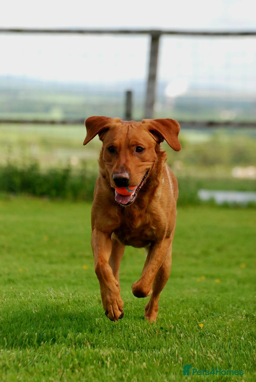 Labrador Retriever dogs for stud: Fully Health Tested Red Fox Lab Stud - Advert 2