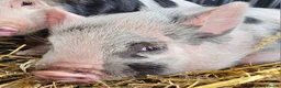 Pig livestock for sale: Willowborough Mini Piglets (5 Ready Now) - Advert 5