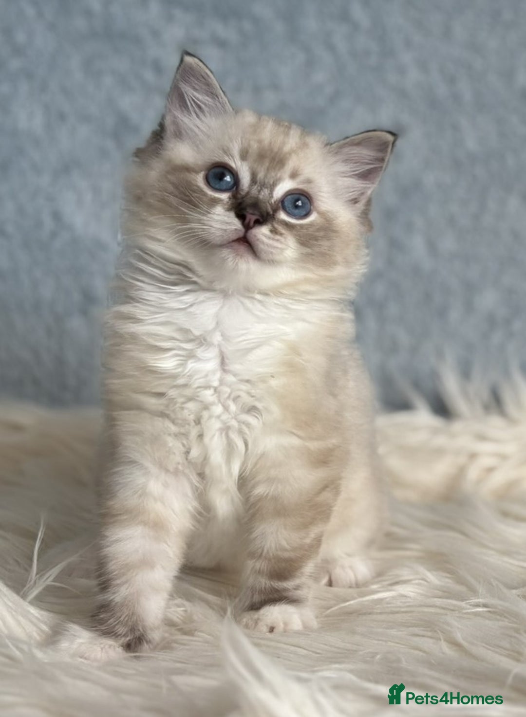 Ragdoll cats for sale: Three beautiful Ragdoll Ready to Leave 20/12/2025  - Advert 26