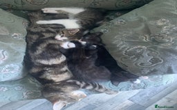 Domestic Shorthair cats for sale: 2 girls one boy!  - Image 5