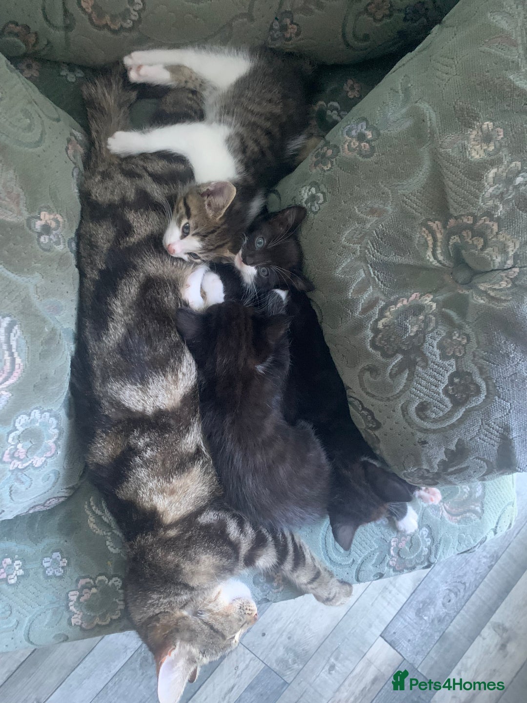 Domestic Shorthair cats for sale: 2 girls one boy!  - Image 5