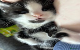 British Longhair cats for sale: Three adorable kittens  - Image 23