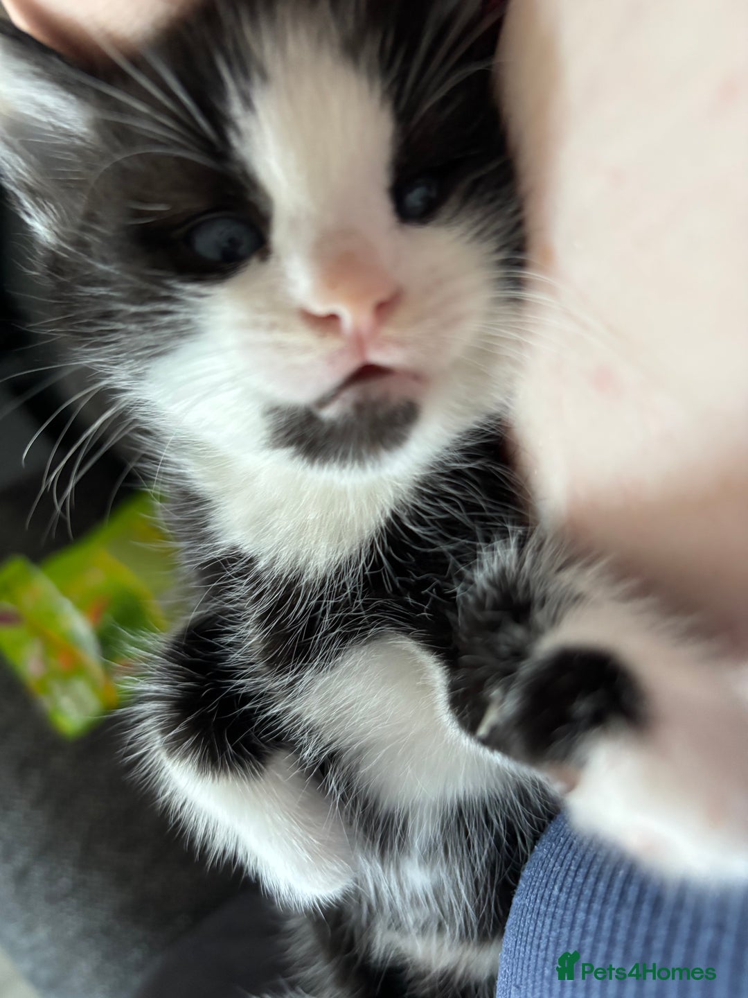 British Longhair cats for sale: Three adorable kittens  - Image 23
