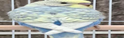 Mixed Breed birds for sale: Budgies for sale  - Advert 32