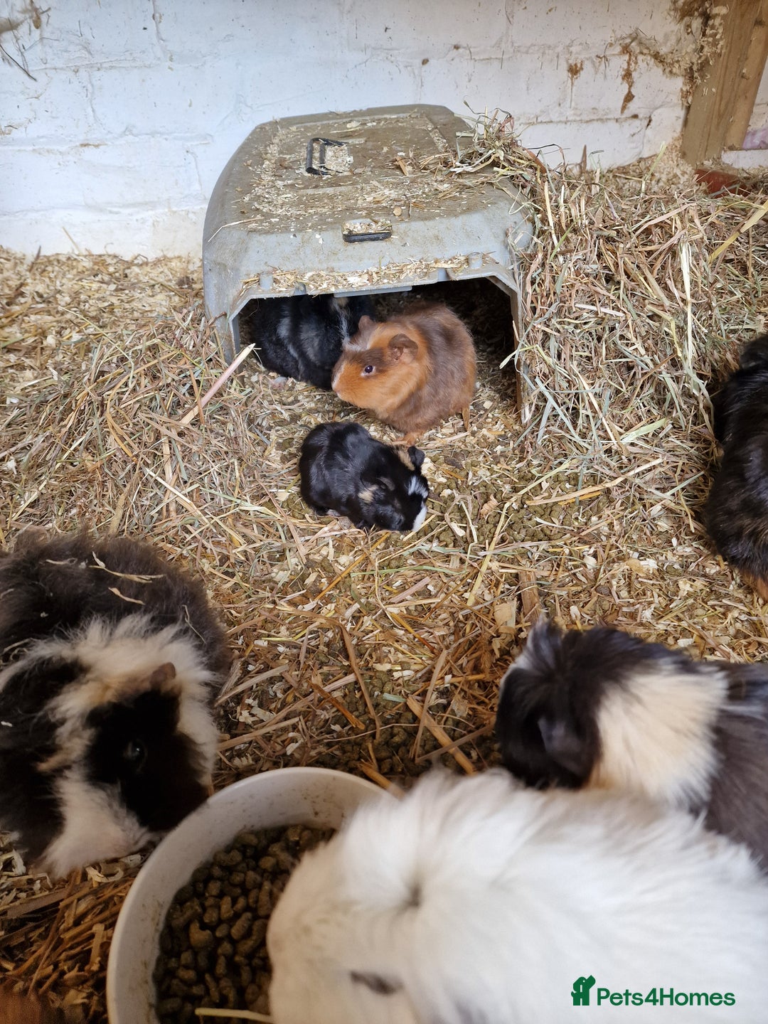 Guinea Pig rodents for sale: Guinea pigs available  - Advert 4