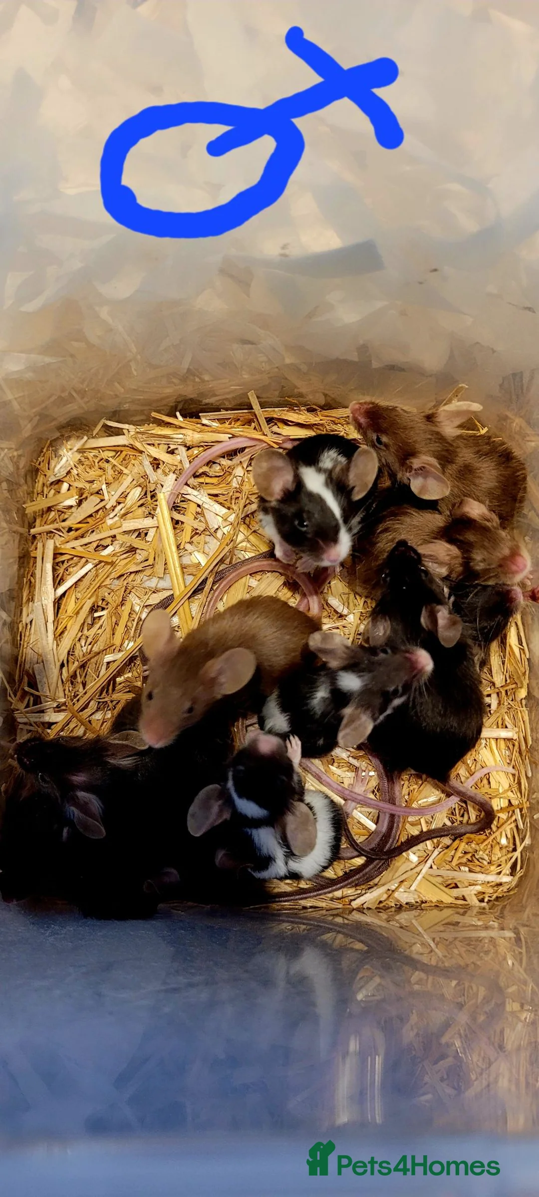 Mouse rodents for sale: Male and female fancy mice- 6 weeks - Advert 1