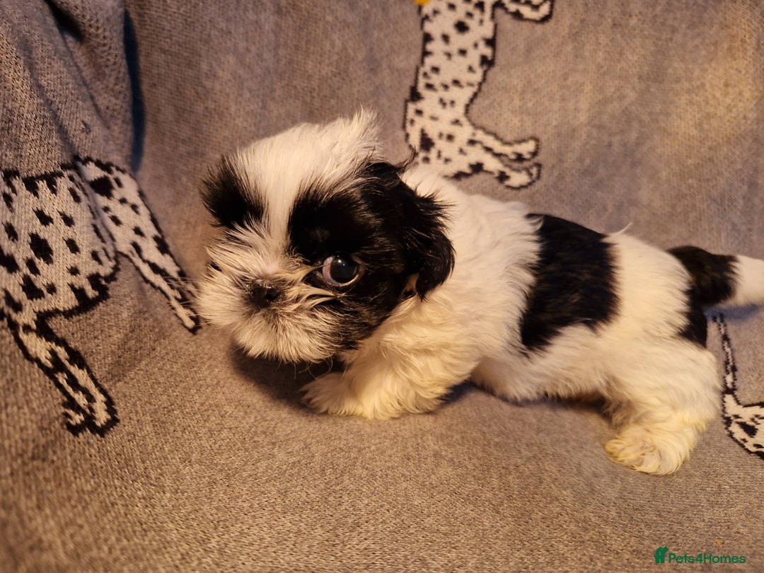 Shih Tzu dogs for sale: Shih Tzu puppies for sale  - Image 5
