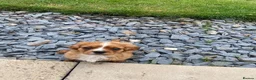 Cavalier King Charles Spaniel dogs for sale: Just 1 boy remaining looking for a forever home  - Advert 3
