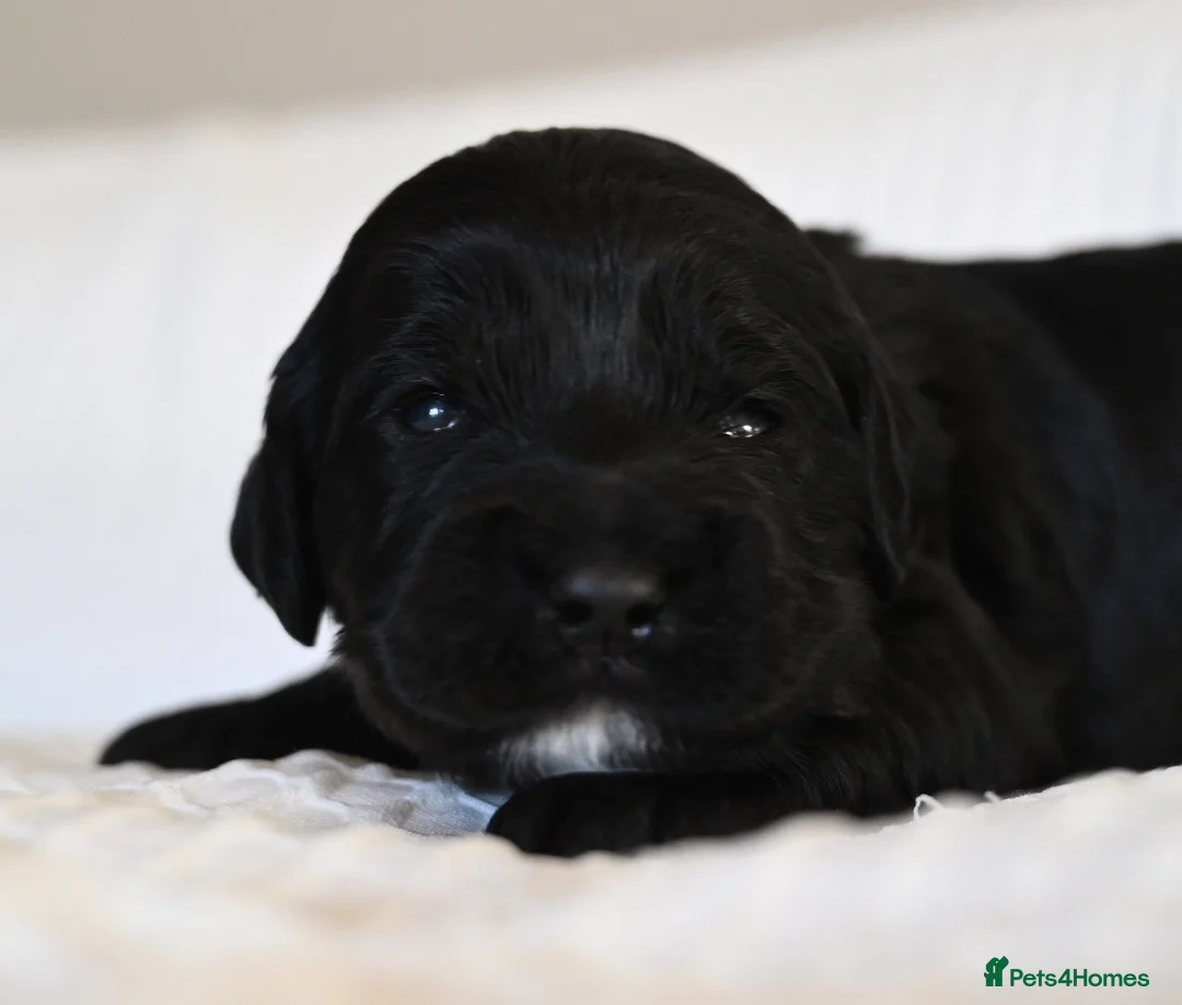 Cockapoo dogs for sale: 🐾F2 Cockapoos Puppies Wiltshire💗💗💗💙💙 - Advert 5
