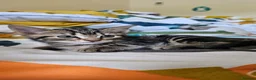 Mixed Breed cats for sale: Mixed breed kitten  - Advert 6
