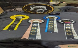 American Bully dogs for sale: pocket bully pups, ABKC registered, 14wks old. - Image 23
