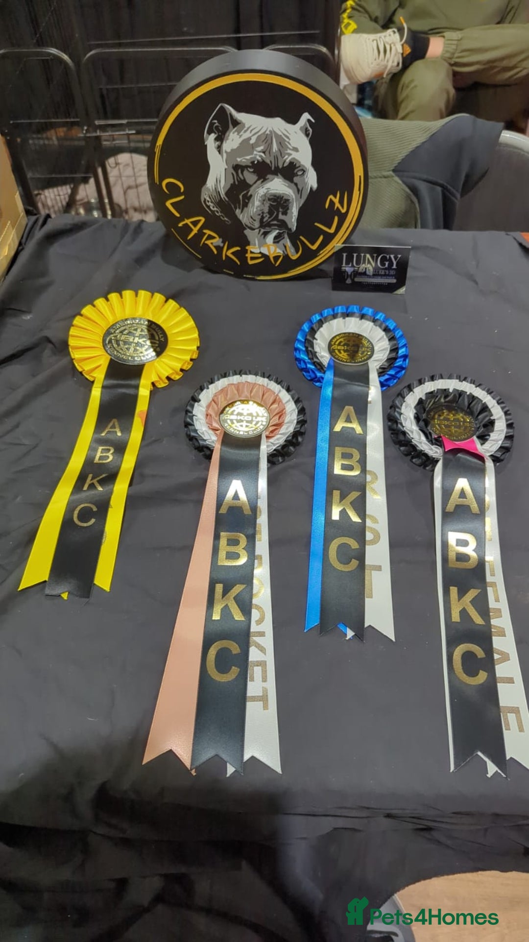 American Bully dogs for sale: pocket bully pups, ABKC registered, 14wks old. - Image 23