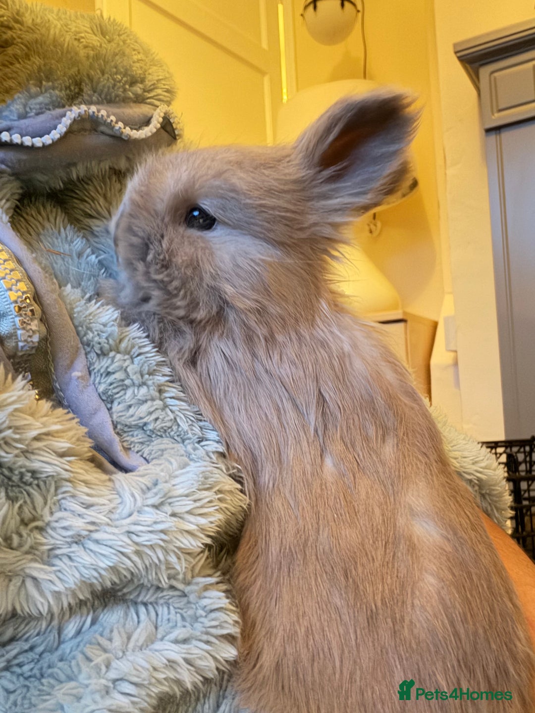 Angora rabbits for sale: Beautiful baby angora rabbits available  - Advert 10