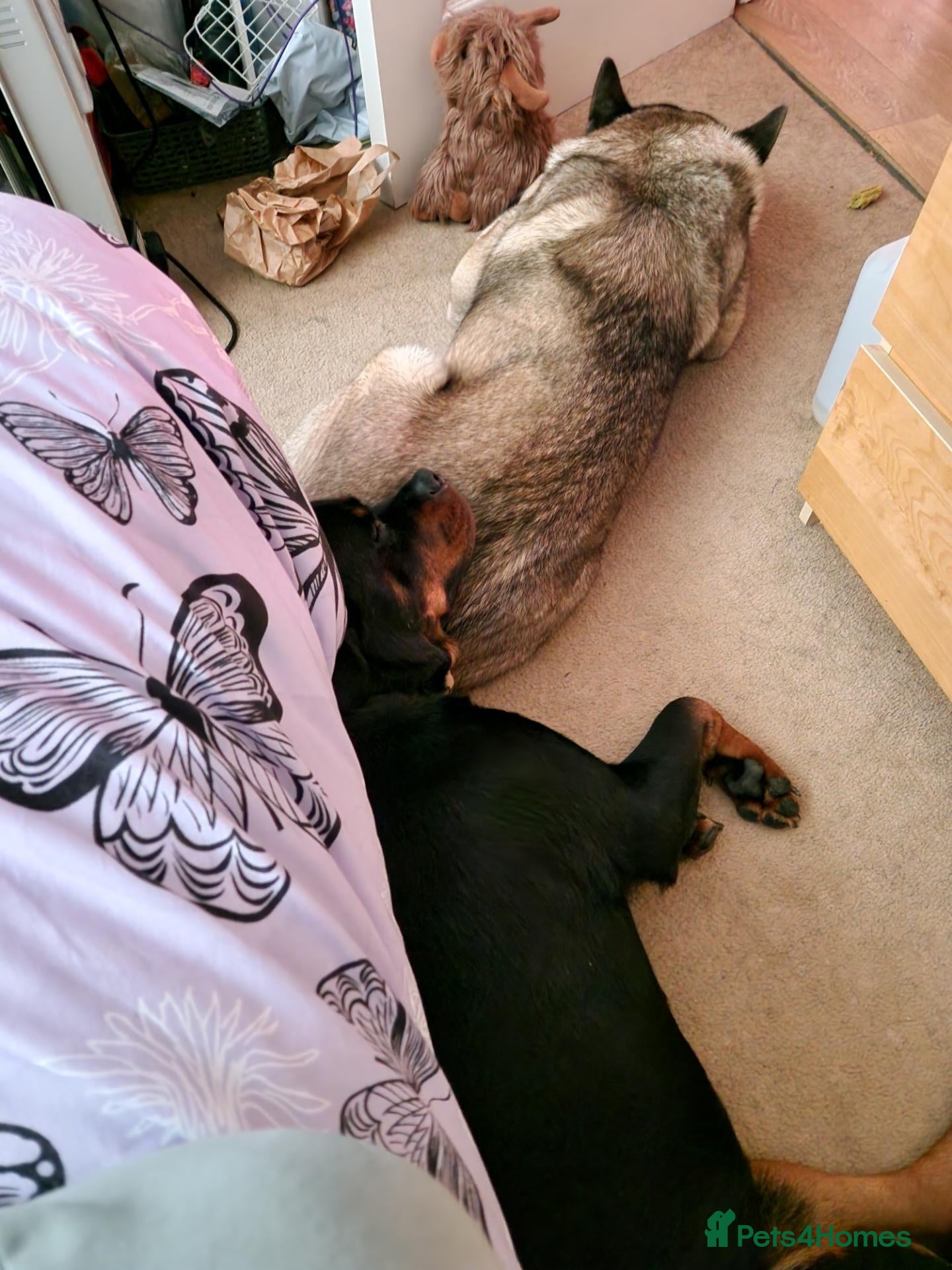 Mixed Breed dogs Rottweiler and Amercian akita  - Advert 2