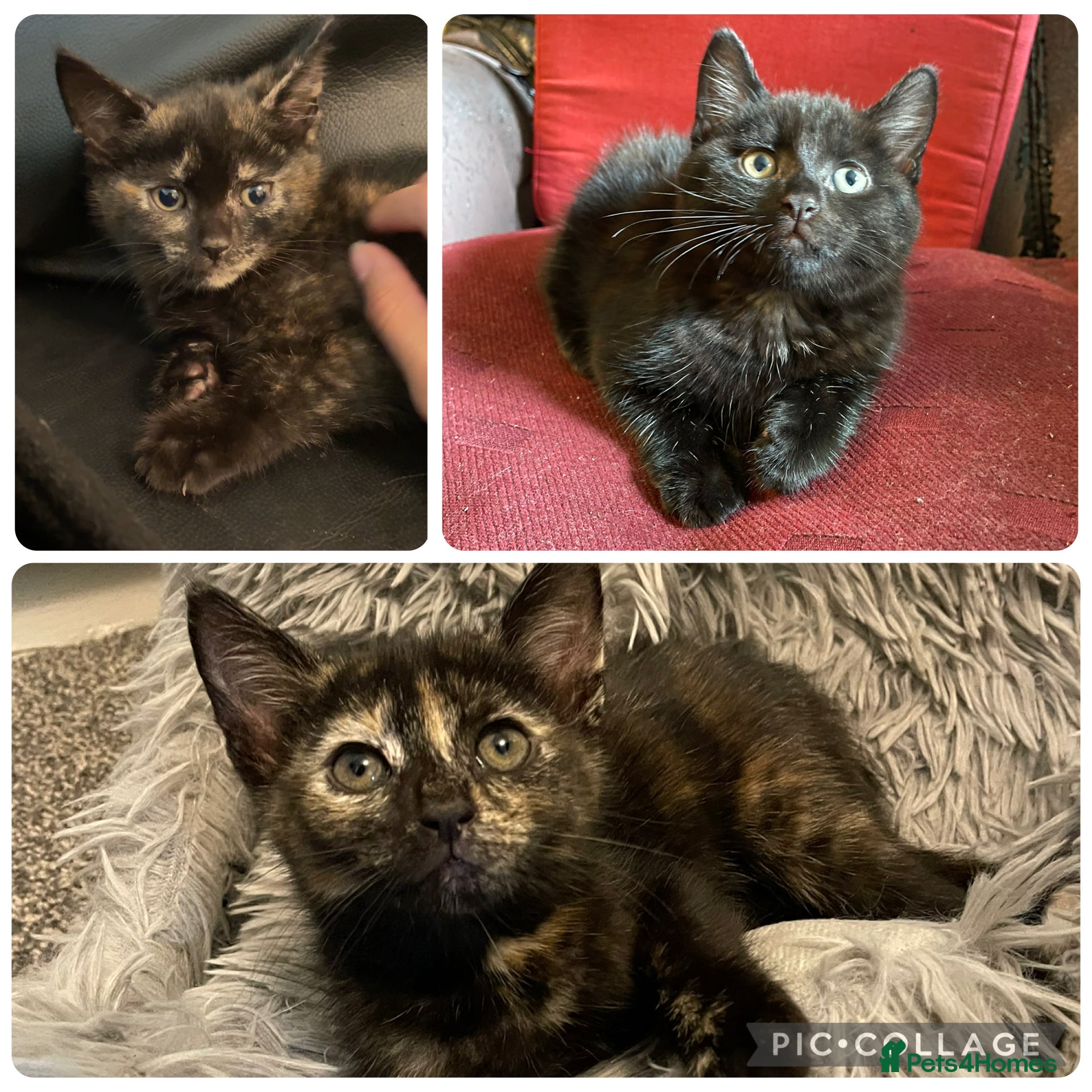 Mixed Breed cats Litter of 6 sweet kittens - Advert 1