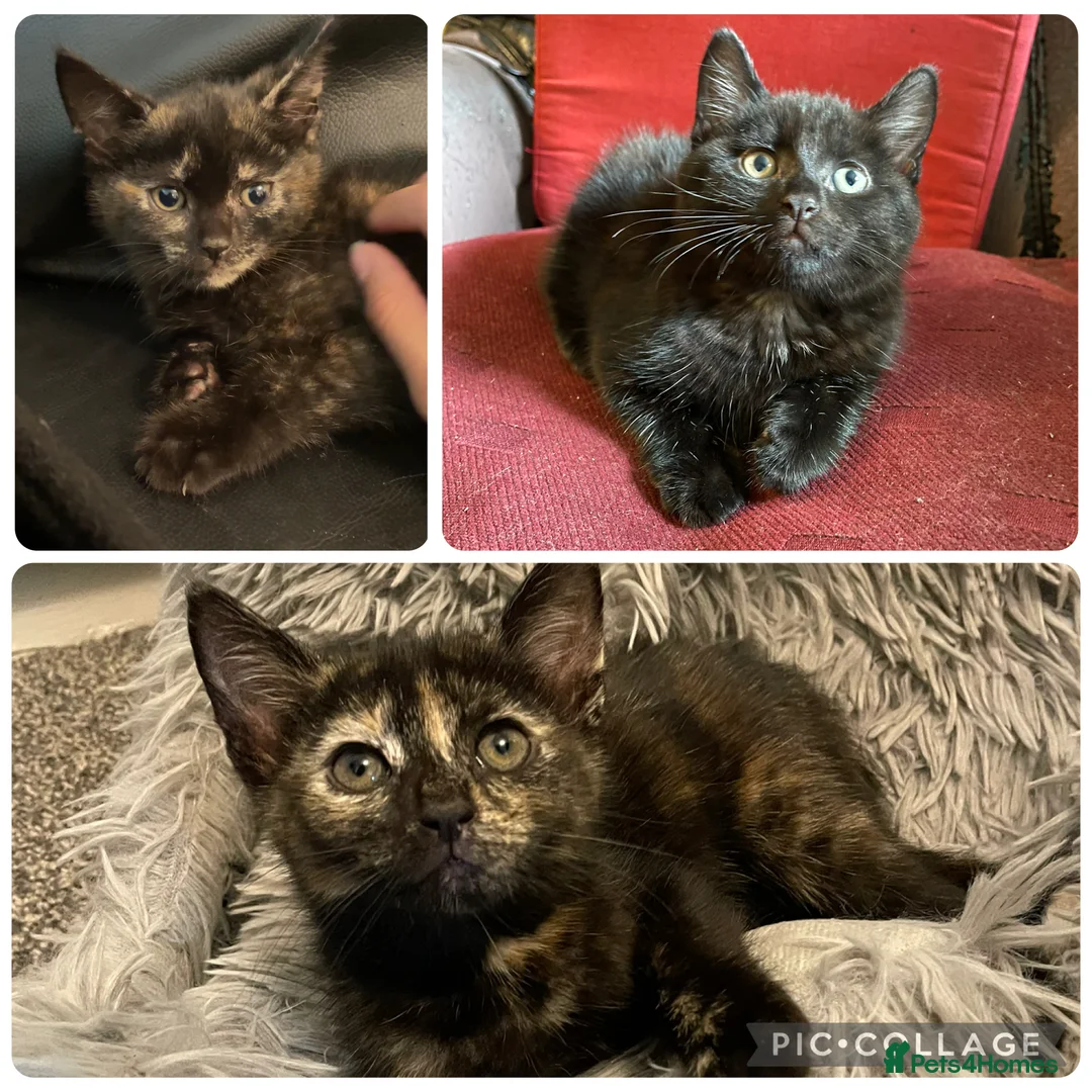 Mixed Breed cats for sale: Litter of 6 sweet kittens in Preston - Advert 1