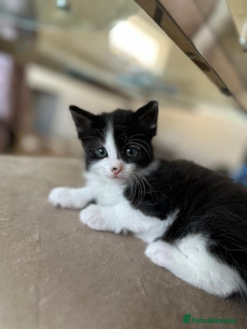 Maine Coon cats - Advert 4