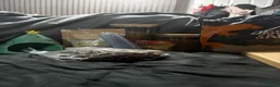 Hamster rodents for sale: Hamster male 9 weeks old  - Advert 5