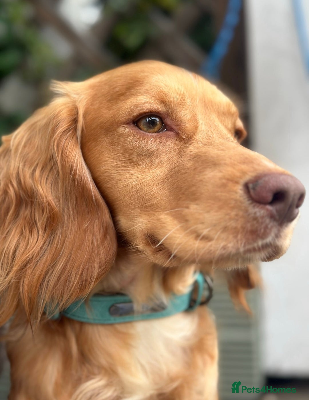 Cocker Spaniel dogs for sale: KC cocker spaniel puppies - Image 5
