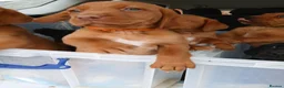 Labrador Retriever dogs for sale: Chunky fox red labrador  - Advert 5