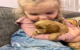 Cavapoo dogs for sale: Real Life Teddy Bears, Cavapoo babies  - Image 19