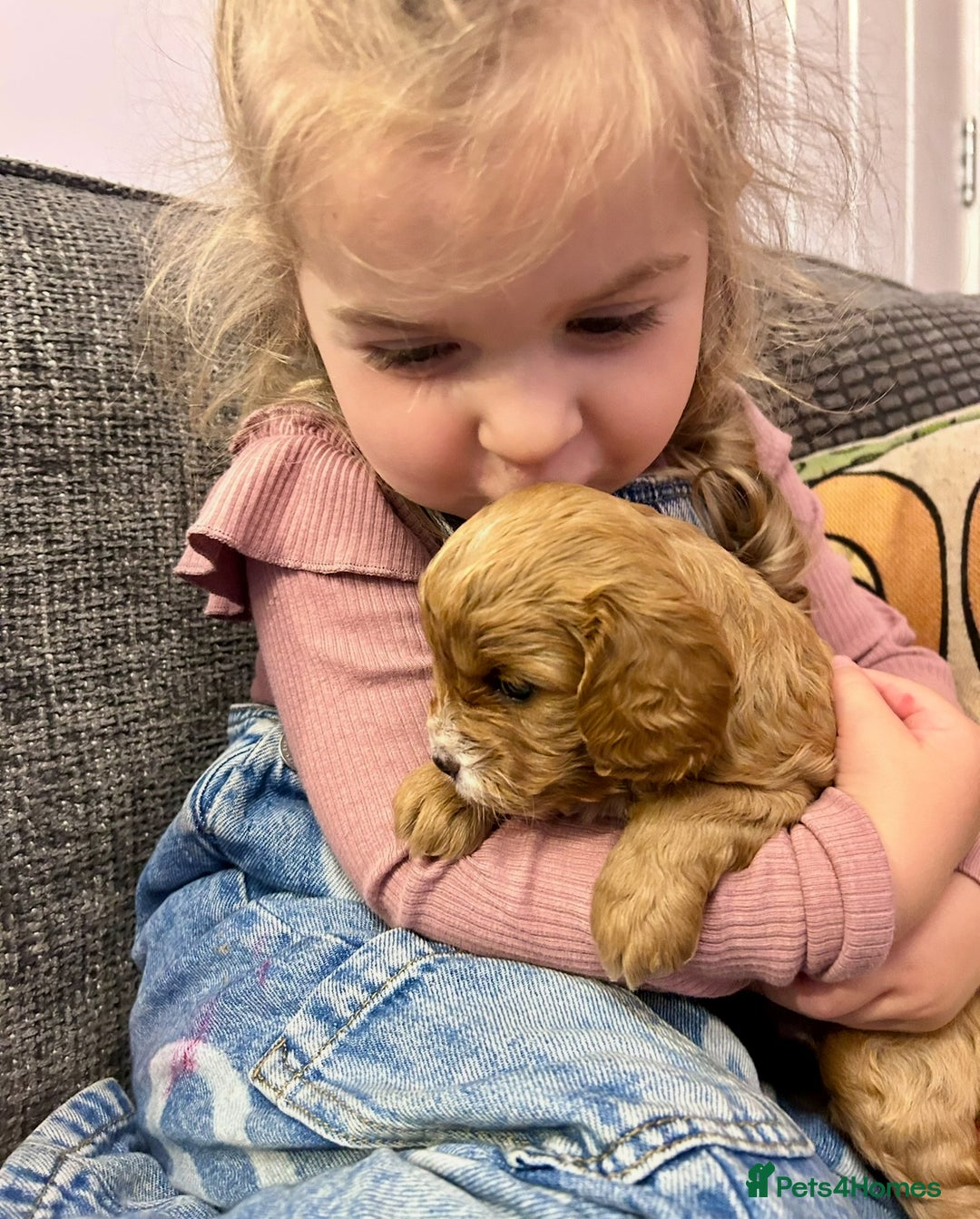 Cavapoo dogs for sale: Real Life Teddy Bears, Cavapoo babies  - Image 19