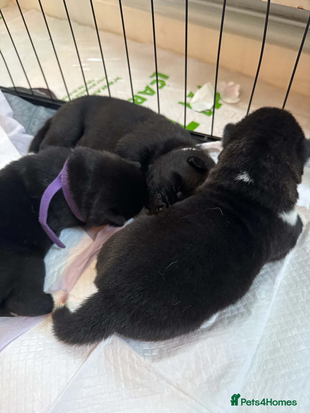 Akita dogs for sale: Beautiful Purebred American Akitas Puppies in Chichester - Advert 2