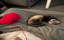 Ferret rodents for sale: 3-Month-Old Male Ferret with Full Setup  - Image 1