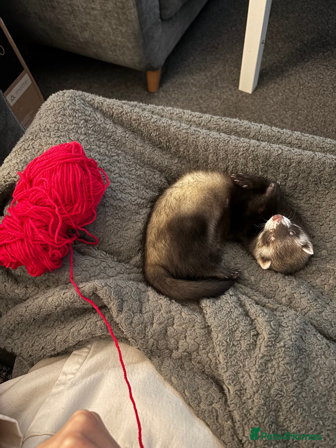 Ferret rodents for sale: 3-Month-Old Male Ferret with Full Setup  - Image 1
