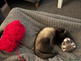 Ferret rodents 5-Month-Old Male Ferret with Full Setup - Advert 1