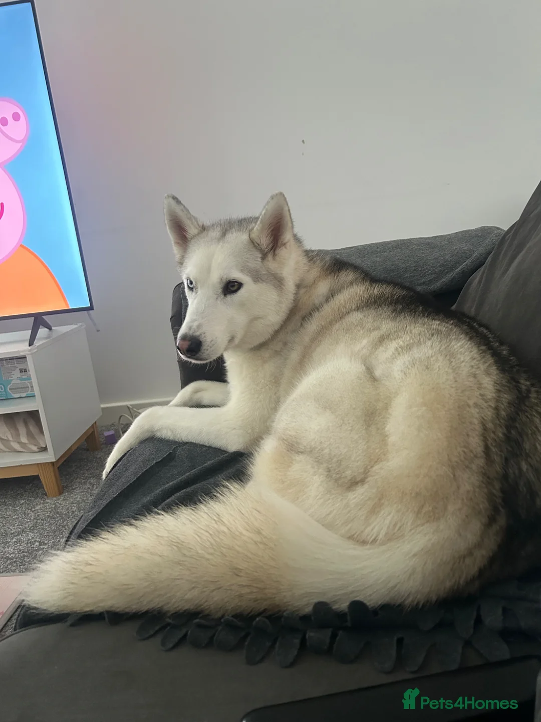 Siberian Husky dogs for sale: female siberian husky  in Melton Mowbray - Advert 2