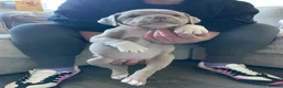 Old Tyme Bulldog dogs for sale: 6 left beautiful old tyme English bulldog puppies  - Advert 8