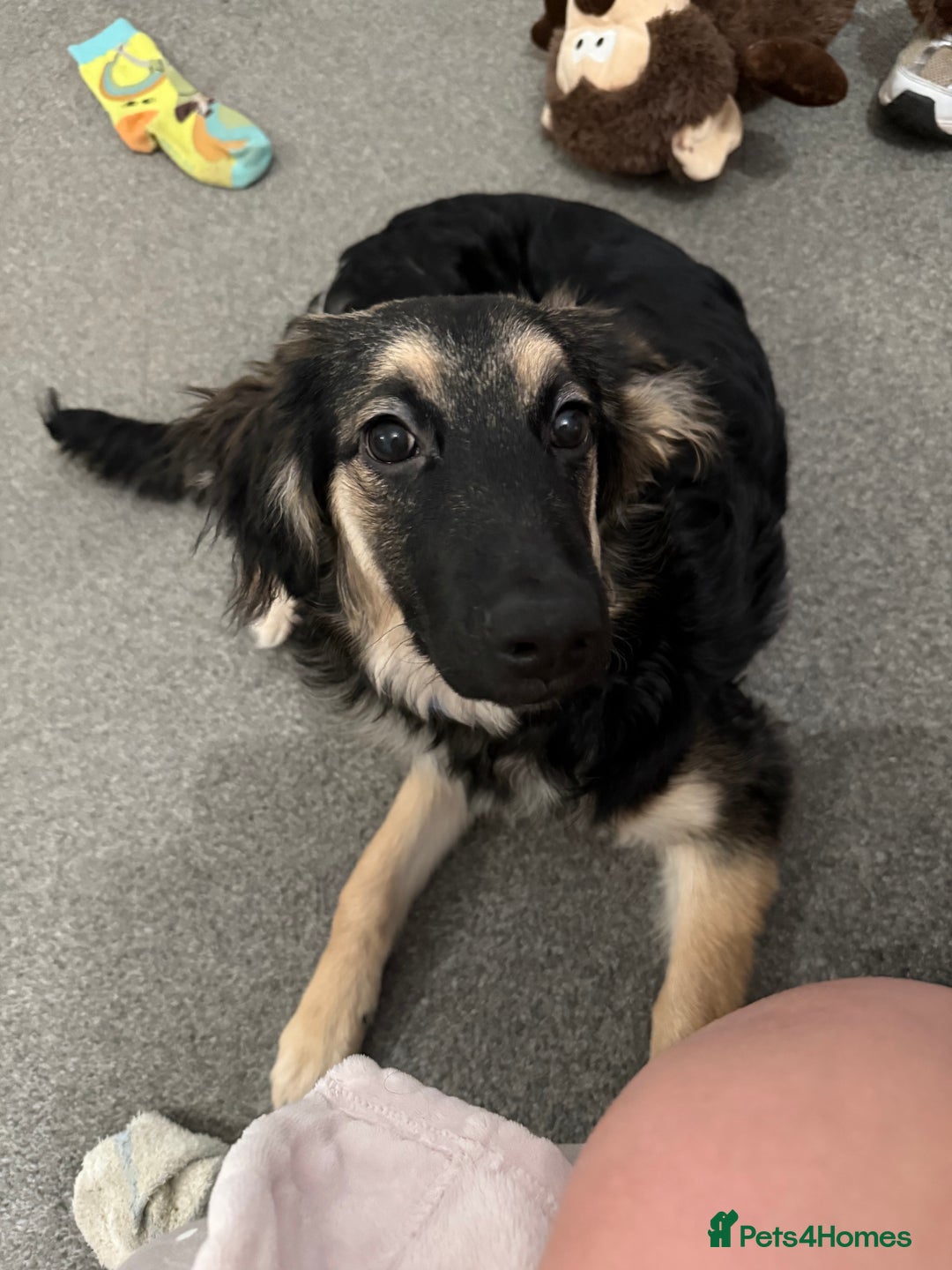 Mixed Breed dogs for sale: Border collie German shepherd  - Advert 4