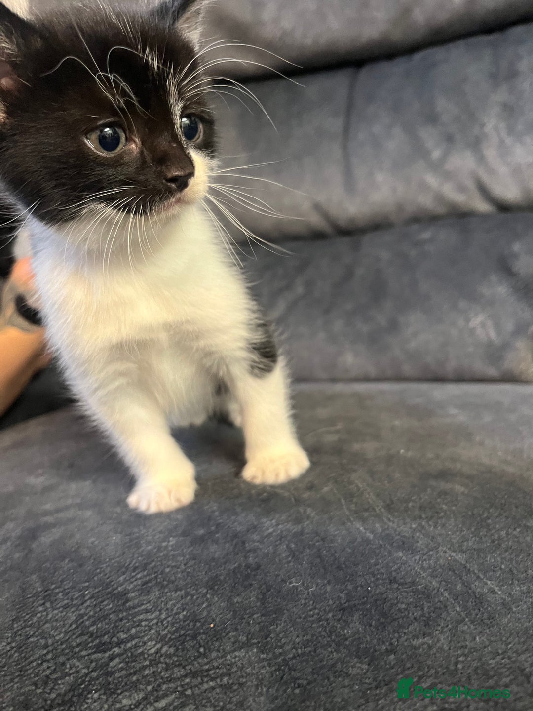 Turkish Angora cats for sale: Kitten  - Image 6