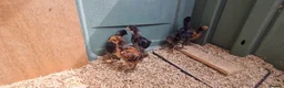 Chickens poultry for sale: 7 mixed unsexed chicks  in Manchester - Advert 3
