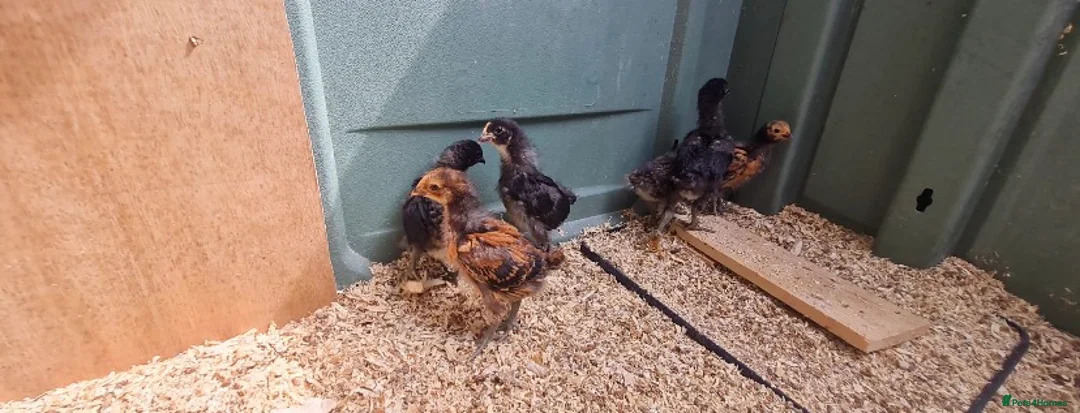 Chickens poultry for sale: 7 mixed unsexed chicks  in Manchester - Advert 3