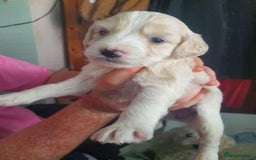 Mixed Breed dogs for sale: Gorgeous puppies  - Image 10