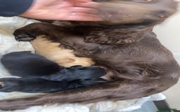 Cockapoo dogs for sale: Beautiful cockapoo - Image 11