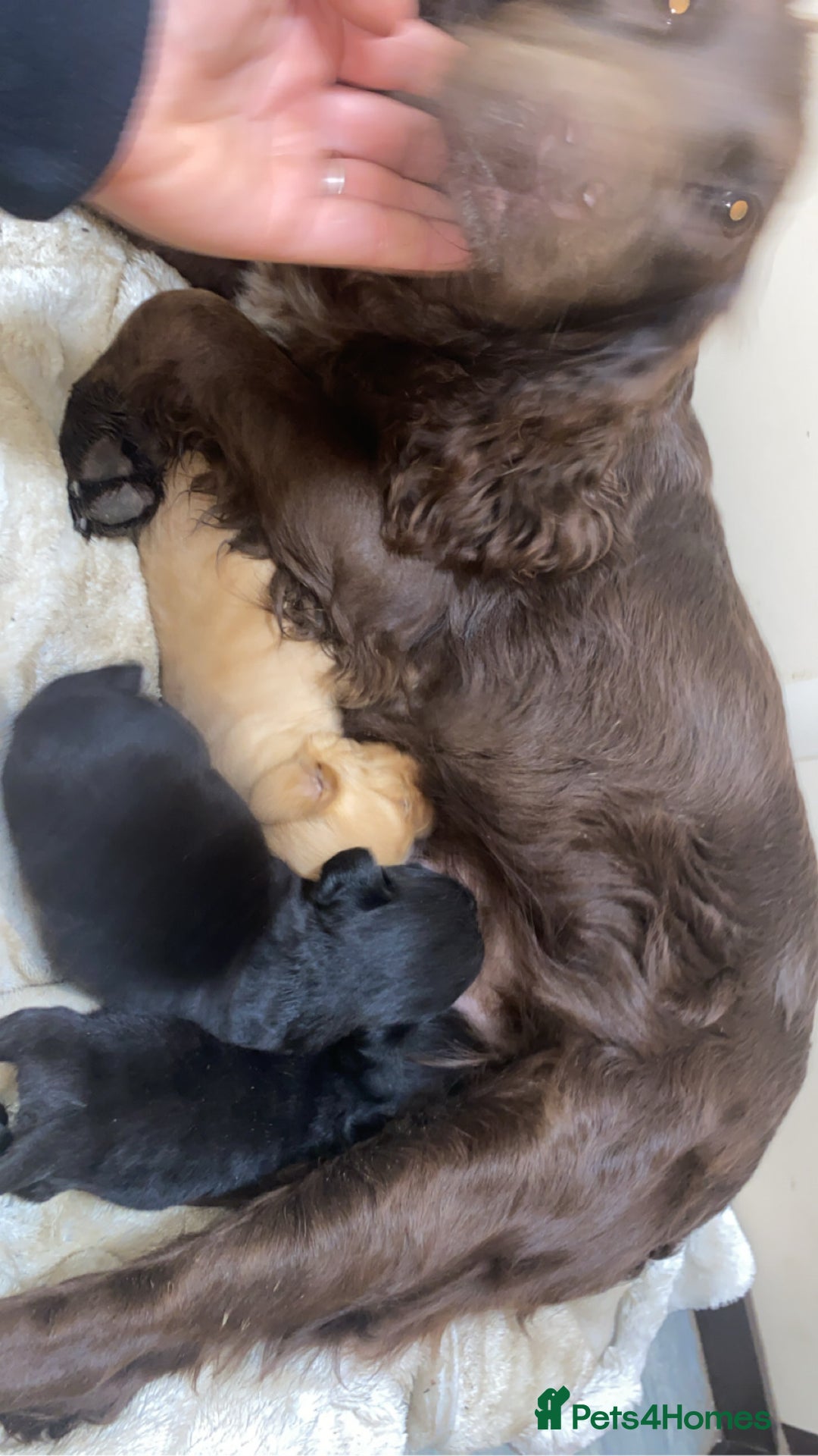 Cockapoo dogs for sale: Beautiful cockapoo - Image 11