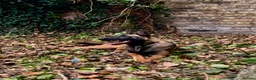 Belgian Shepherd Dog dogs for sale: Belgian malinois  - Advert 19