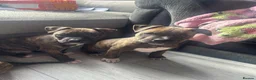 American Bulldog dogs for sale: 8 week old American bulldog pups in Burnley - Advert 6