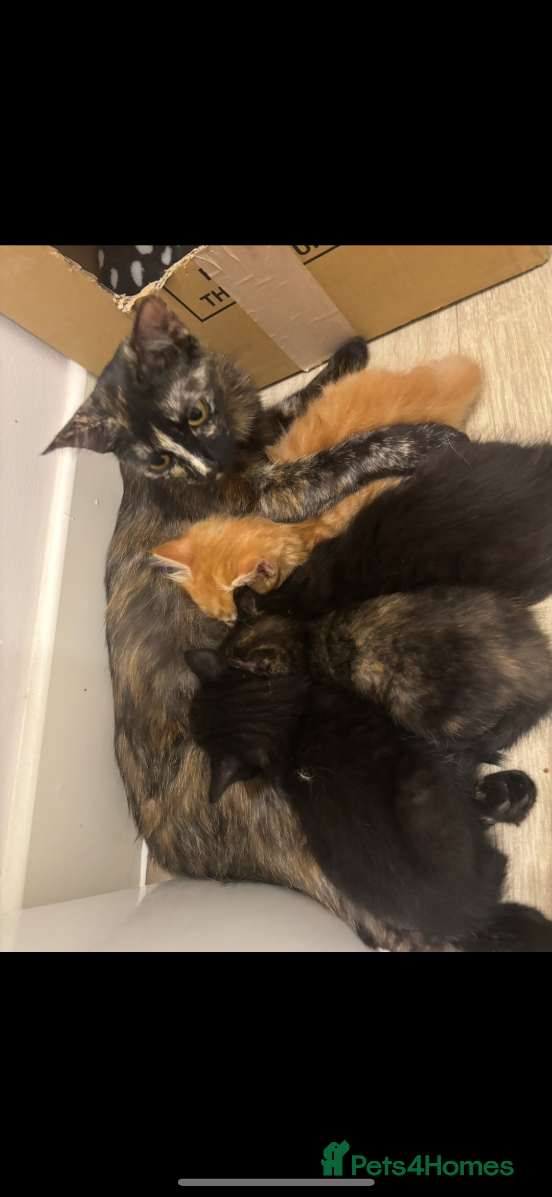 Mixed Breed cats for sale: Kittens ready for loving home  - Image 8