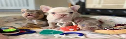 French Bulldog dogs for sale: TOP QUALITY FRENCH BULLDOG PUPPIES  - Advert 25
