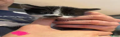Kitten girl 2