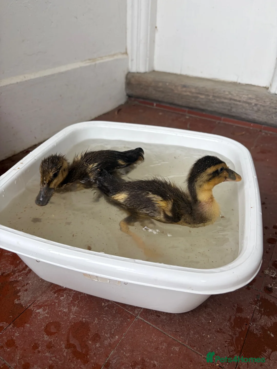 Ducks poultry for sale: Runner Duck ducklings in Ipswich - Advert 3