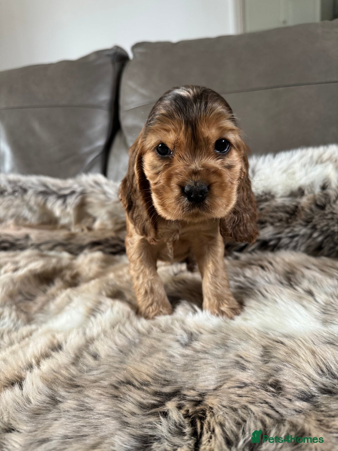 Cocker Spaniel dogs for sale: 🐶 Beautiful Show-Type Cocker Spaniel Puppies 🐶 - Advert 22