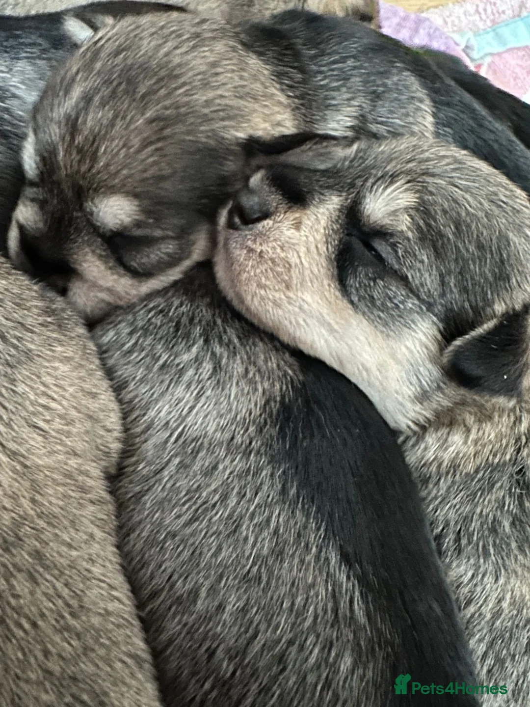 Miniature Schnauzer dogs for stud: Handsome black and silver Miniature Schnauzer  in Cambridge - Advert 36